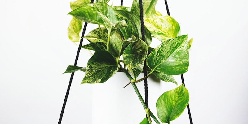 足球比赛直播画面示意图，显示球场与比分板